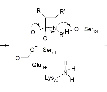 betalactam2.GIF