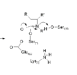 betalactam2a.GIF